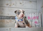 Prachtige American Bully Pups uit top bloedlijnen, België, Overige rassen, 8 tot 15 weken, CDV (hondenziekte)
