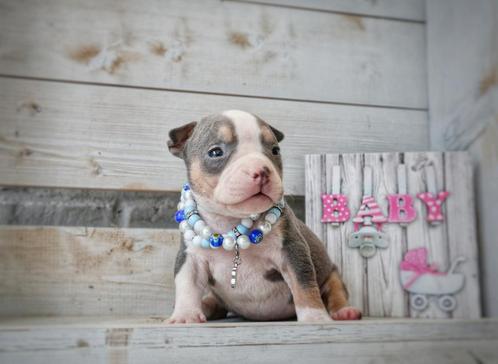 Prachtige American Bully Pups uit top bloedlijnen, Dieren en Toebehoren, Honden | Bulldogs, Pinschers en Molossers, Meerdere dieren