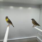 Koppel citroenborst edelzangers, Dieren en Toebehoren, Vogels | Kanaries