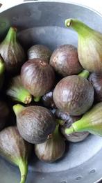 Verse bio vijgen te koop paars vruchtvlees, Diversen, Levensmiddelen, Ophalen