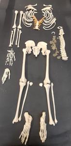 Collection de taxidermie squelette somso médicale, Divers, Comme neuf, Enlèvement ou Envoi