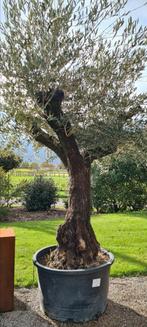 Olijfboom Olea Europaea Mooi vertakt, Tuin en Terras, Planten | Bomen, Ophalen, Olijfboom