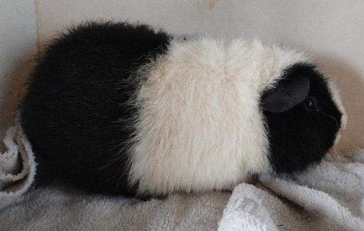 Verschillende rex  en alpaca beren, Dieren en Toebehoren, Knaagdieren, Mannelijk, Cavia, September, Tam