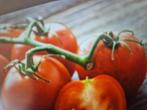 Tomatenplanten PYROS, Ophalen