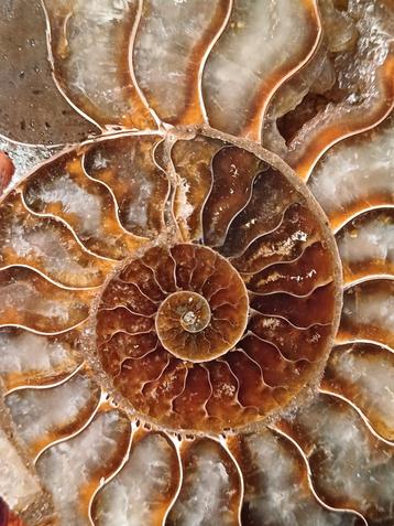Belle paire d'ammonites taillées et polies 