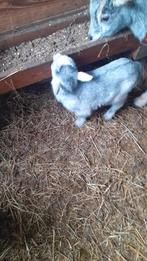 Blauwschimmel bokje, Dieren en Toebehoren, Pluimvee