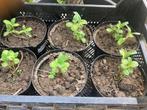 Zonnebloemen, Tuin en Terras, Planten | Tuinplanten, Ophalen of Verzenden