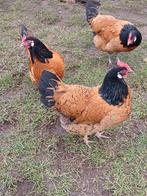 2  kippen. 1 jaar oud, Dieren en Toebehoren, Vrouwelijk, Kip