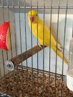 Lutino halsband parkiet, Dieren en Toebehoren, Mannelijk, Parkiet, Geringd