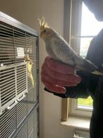 Handtamme valkparkieten