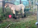 Trekpaard hengst veulen, Dieren en Toebehoren, Paarden, Hengst, Met stamboom, 0 tot 2 jaar