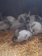 Konijnen te koop, Dieren en Toebehoren, Konijnen, Meerdere dieren, Groot