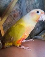 Conure molina, Dieren en Toebehoren, Vogels | Parkieten en Papegaaien, Meerdere dieren, Papegaai, Pratend