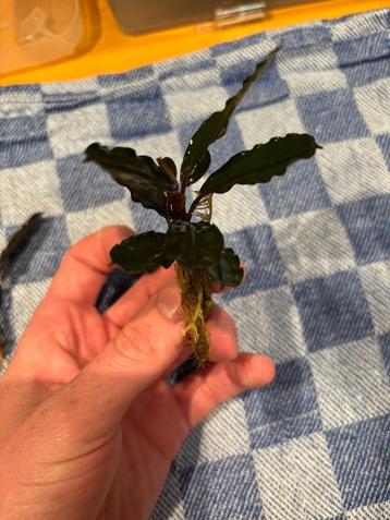 Bucephalandra Black Pink  beschikbaar voor biedingen