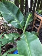 Musa namwha khom variegata, Tuin en Terras, Ophalen