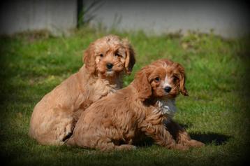 Cavapoo pups beschikbaar voor biedingen