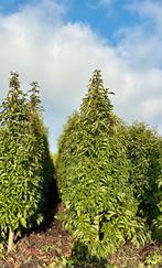 Portugese laurier 150cm, Enlèvement