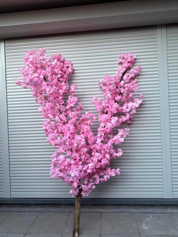 Bloesemboom beschikbaar voor biedingen