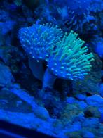Neon Groene Paddenstoelkoraal (Sarcophyton) te Koop!, Dieren en Toebehoren, Ophalen