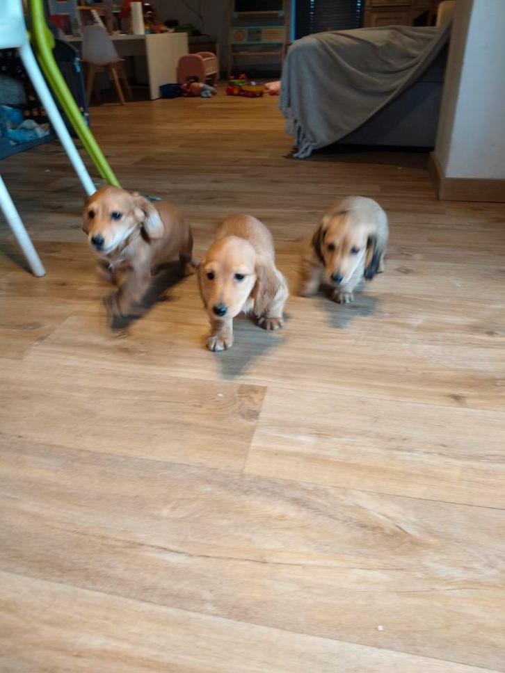 Beaux chiots teckel à poil long, Animaux & Accessoires, Chiens | Teckels & Bassets, Plusieurs animaux, Poils longs, Nain, Éleveur | Professionnel