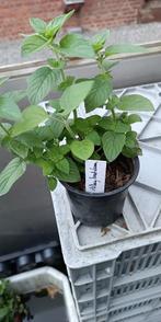 munt Hillary sweet lemon, Vaste plant, Ophalen of Verzenden, Halfschaduw, Kruiden