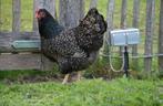 Broedeieren Barnevelder, Dieren en Toebehoren, Pluimvee