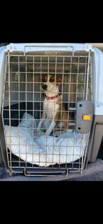 Bench hond, Animaux & Accessoires, Enlèvement, Utilisé