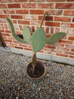 Cactus, Tuin en Terras, Ophalen