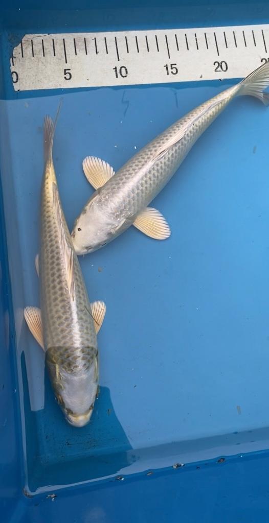HQ Mukashi Ogon Tosai 30cm, Dieren en Toebehoren, Vissen | Vijvervissen, Karper of Koi