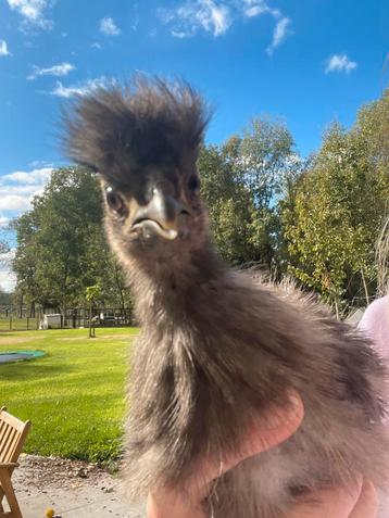 Jonge zijdehoenen beschikbaar voor biedingen