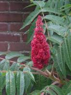fluweel boom, Tuin en Terras, Planten | Tuinplanten, Volle zon, Vaste plant, Zomer, Ophalen