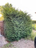 Coniferen, Tuin en Terras, Ophalen, Conifeer, Haag, 250 cm of meer