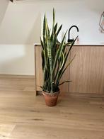 Sanseveria, Huis en Inrichting, Kamerplanten, Ophalen, 100 tot 150 cm, Overige soorten, Halfschaduw