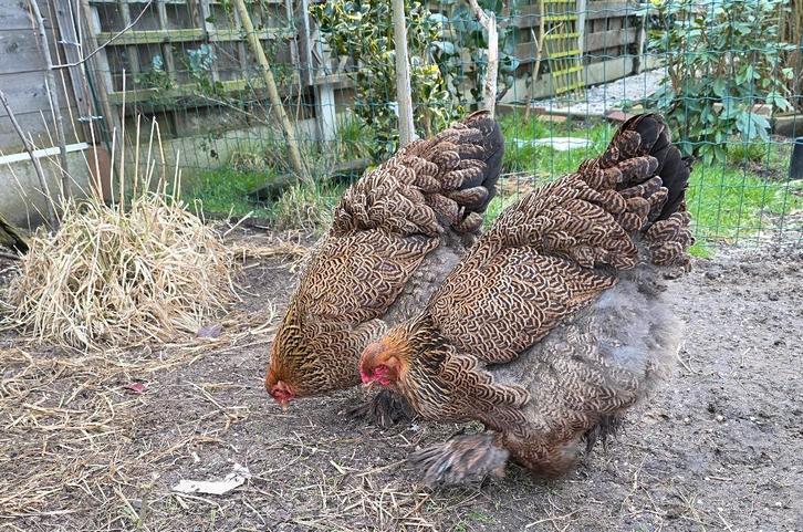 Brahma meerzomig patrijs hennen, Dieren en Toebehoren, Pluimvee, Kip, Vrouwelijk