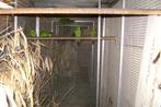 Kakarikies, Dieren en Toebehoren, Meerdere dieren