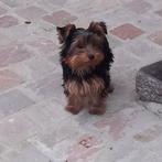 Femme du Yorkshire, Animaux & Accessoires, Chiens | Jack Russell & Terriers, 15 semaines à 1 an, Particulier, Yorkshire Terrier