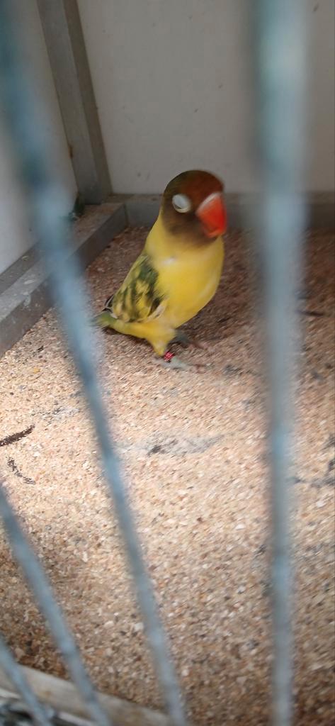 Personata.s te koop tussen 35 en 40 euro stuk kweekrijpe 40, Dieren en Toebehoren, Vogels | Parkieten en Papegaaien