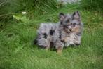Dwergkees pups ,pomeriaan,keeshond ,spitz pup, Dieren en Toebehoren, Honden | Poolhonden, Keeshonden en Oertypen, België, Keeshond