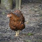 Wyandotte krielkippen jonge hennen beschikbaar., Dieren en Toebehoren, Pluimvee, Vrouwelijk, Kip