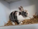 Dwergkonijn ram, Dieren en Toebehoren