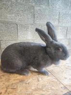 Géant papillon bleu, Animaux & Accessoires, Enlèvement ou Envoi