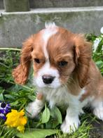 Cavalier king Charles pups, Dieren en Toebehoren, 15 weken tot 1 jaar, Buitenland, CDV (hondenziekte), Meerdere