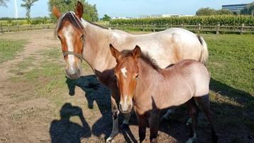 Pony veulens beschikbaar voor biedingen