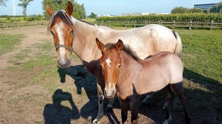 Pony veulens, Dieren en Toebehoren, Pony's, Hengst, Onbeleerd, C pony (1.27m tot 1.37m), Springpony, 0 tot 2 jaar, Met stamboom