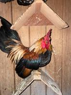 Serama Haantje, Dieren en Toebehoren, Mannelijk, Kip