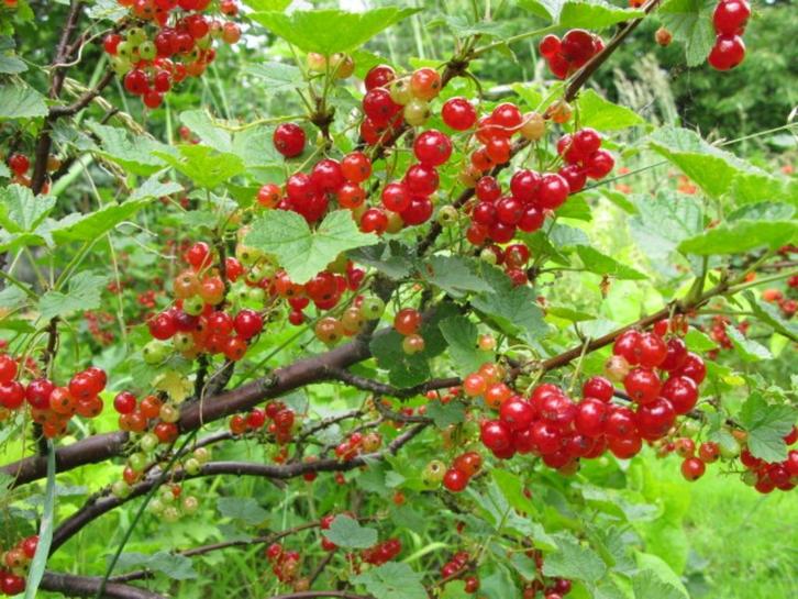 Groseillier à grappes (groseilles rouges), Tuin en Terras, Planten | Fruitbomen, Overige soorten, 100 tot 250 cm, Volle zon, Lente