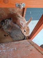 Lapin nain à vendre, Animaux & Accessoires, Lapins, Plusieurs animaux, Nain, 0 à 2 ans