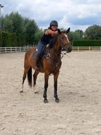 6 jarige springgerichte ruin, Dieren en Toebehoren, Paarden, Ruin, 160 tot 165 cm, Springpaard, 3 tot 6 jaar