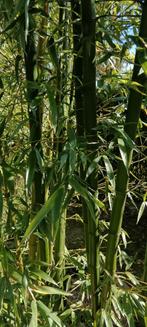 Bambou Geants Nigra Henonis, Jardin & Terrasse, Plantes | Arbustes & Haies, Enlèvement ou Envoi, Bambou