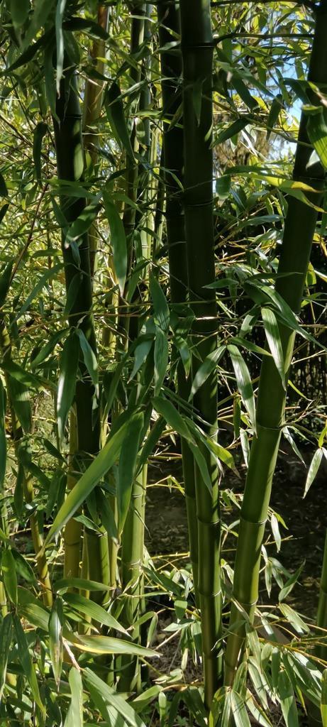 Bambou Geants Nigra Henonis, Jardin & Terrasse, Plantes | Arbustes & Haies, Bambou, Enlèvement ou Envoi